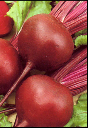 VG00084 Improving the reliability and
consistency of processing beetroot production - 2004