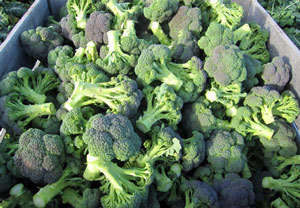 Broccoli to Japan-Supply & Quality