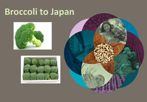 Broccoli to Japan- Phytosanitary Certification