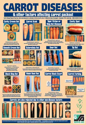 VG96015 Carrot Defects - Poster
