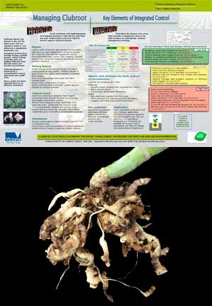 VG04014 Clubroot Poster