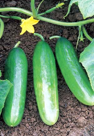 VG00069 Integrated management of greenhouse cucumber and capsicum diseases - 2004