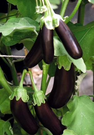 VG00026 Development and implementation of integrated pest management systems in Eggplant and Capsicum - 2004