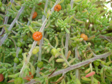 Enchylaena tomentosa, the ruby saltbush