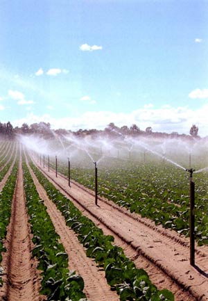 Optimising water and nutrient use on vegetable Farms