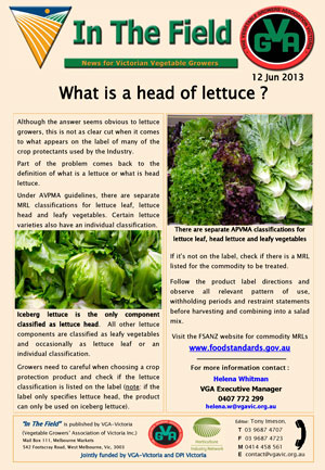 What is a head of lettuce ?