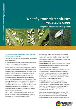Management of viruses transmitted by Whitefly