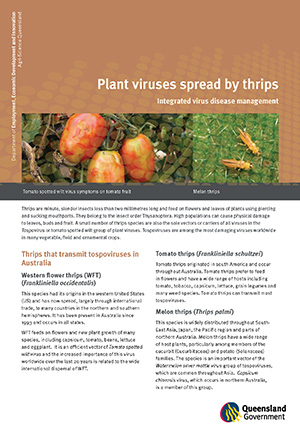 Management of viruses aphid transmitted by thrips