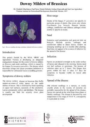Factsheet - Downy Mildew of Brassica seedlings