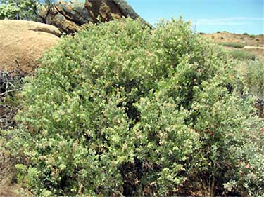Rhagodia parabolica, the fragrant saltbush