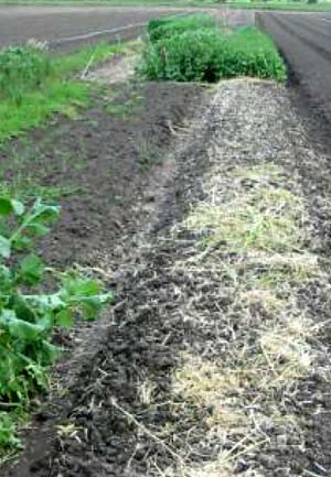 THE USE OF BRASSICA GREEN MANURE CROPS FOR SOIL IMPROVEMENT AND SOILBORNE DISEASE MANAGEMENT -2004