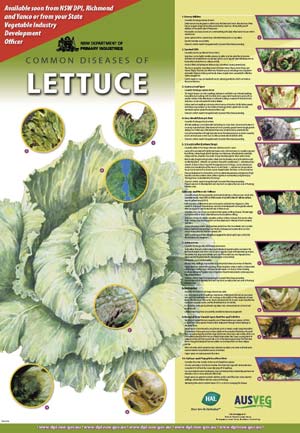 Common diseases of lettuce