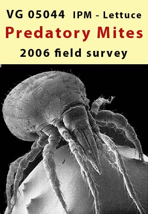 IPM lettuce - field survey of predatory mites - 2006