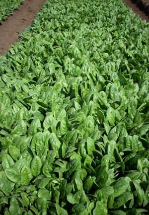 VG05068 Optimising crop management and postharvest handling for baby leaf salad vegetables - 2008