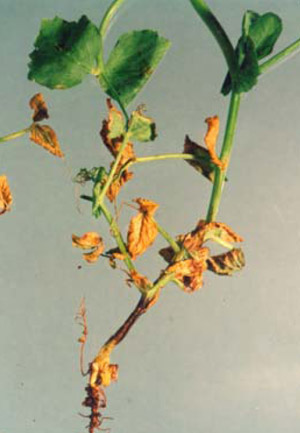 Ascochyta collar rot on peas and its control - 2000