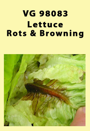 Postharvest bacterial rots and browning in lettuce - 2002