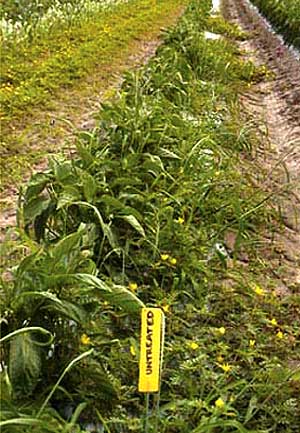 VG00034 Weed Management in Capsicums and Chillies - 2003