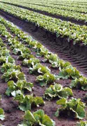 Lettuce Field