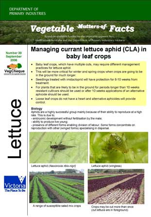 Matters of Facts #39 Lettuce Aphid in baby leaf crops Sep 2006