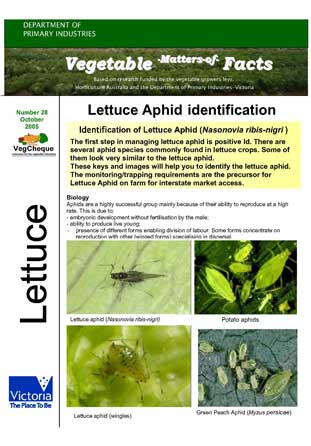 Matters of Facts #28 Lettuce Aphid Identification -October 2005
