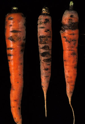 VG98011 Integrated management of Pythium diseases of carrots - 2001