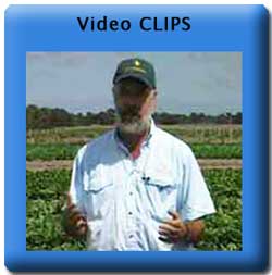 Vegetable Video Clips