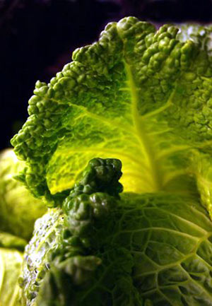 VG03092 Agronomic and postharvest improvement in iceberg and cos lettuce to extend shelf life for fresh cuts salads - 2006