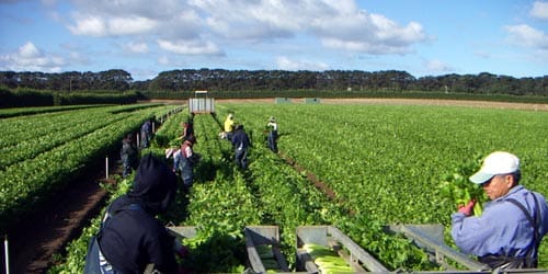 Harvesting Celery - Gazzola Farms