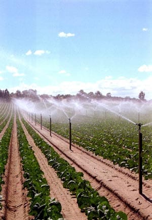 Irrigated vegetable crop