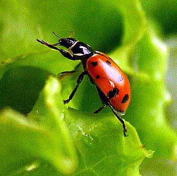 Ladybird beetle 2