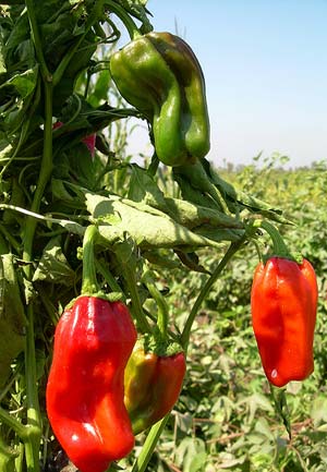 VG02020 Options for controlling Pythium root rot of Capsicum - 2004