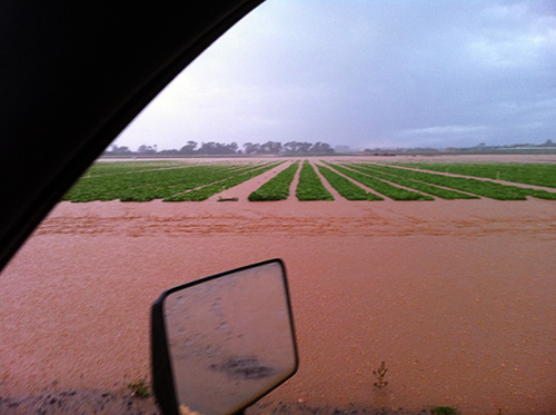 Lettuce crop flooded at Werribee South