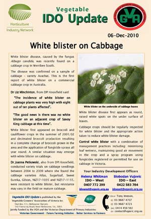 White Blister on Cabbage