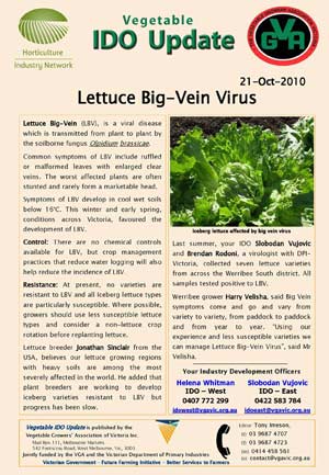 Lettuce Big Vein Virus