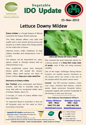 Lettuce downy mildew