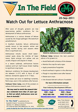 Watch for Lettuce Anthracnose