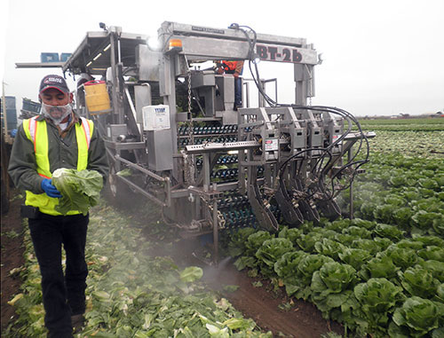 Lettuce Harvester
