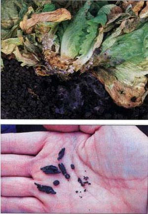 VG04059 Developing on-farm diagnostic kits for brassica diseases - 2007