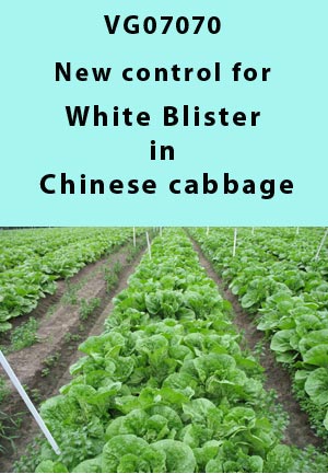 VG07070 - Benchmarking predictive models, new option to control white blister in Chinese Cabbage - 2009