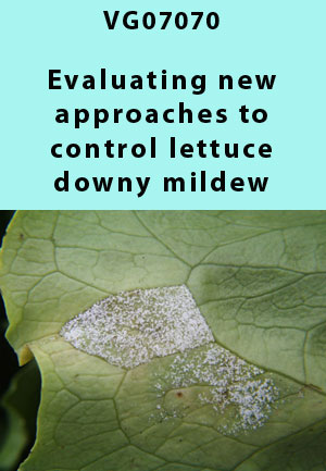 VG07070 - Benchmarking predictive models, nutrients and irrigation for management of downy and powdery mildews and white blister - Lettuce Downy Mildew 2009