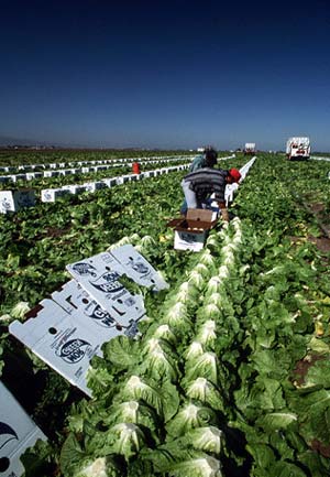 VG05073 Mechanical Harvesting of Selected Vegetables - Feasability study - 2006
