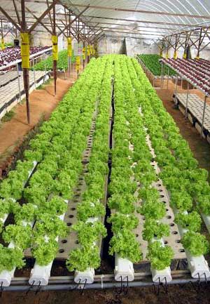 VG04012 Effective management of root diseases in hydroponic lettuce - 2008