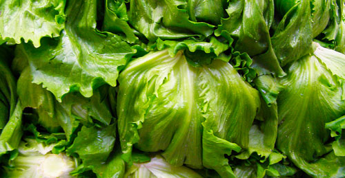 Iceberg head lettuce