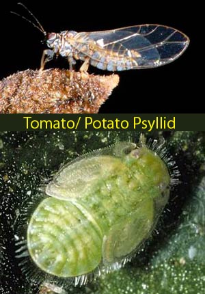 IPM in Australian potato crops and the threat from potato psyllid - 2009