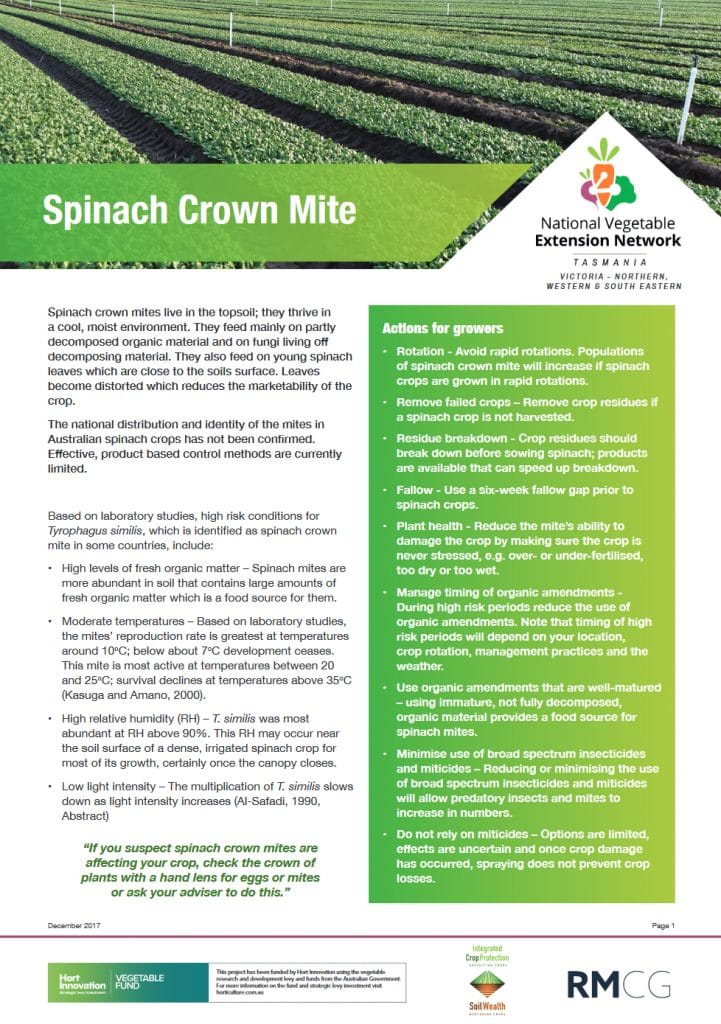 Spinach Crown Mite