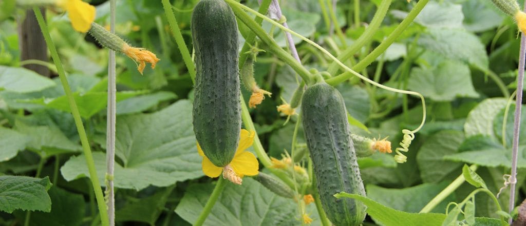 Commercial Greenhouse Cucumber Production Manual 2019