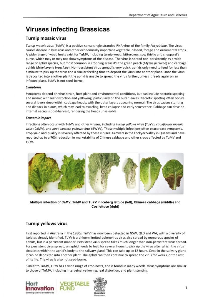 Viruses infecting Brassicas
