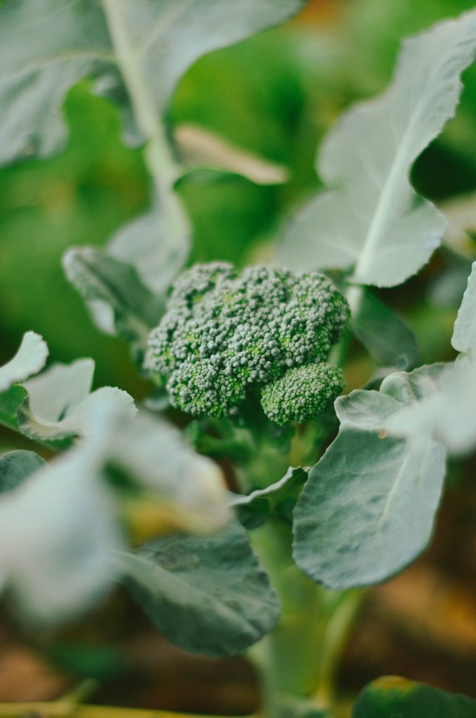 Find out what's making broccoli consumers tick